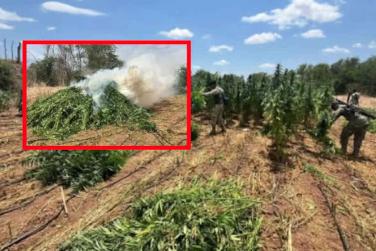 Hallan y destruyen plantío de marihuana en Culiacán durante operativo interinstitucional