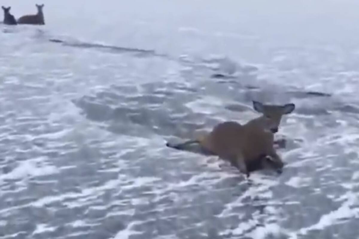 Patinador acude al rescate de tres ciervos atrapados en el hielo