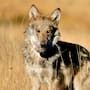 Lobo mexicano sigue en peligro de extinción pese a alcanzar al menos 319 ejemplares en Arizona y Nuevo México; activistas de la frontera con Sonora advierten que aún no cumple el criterio para reducir su protección