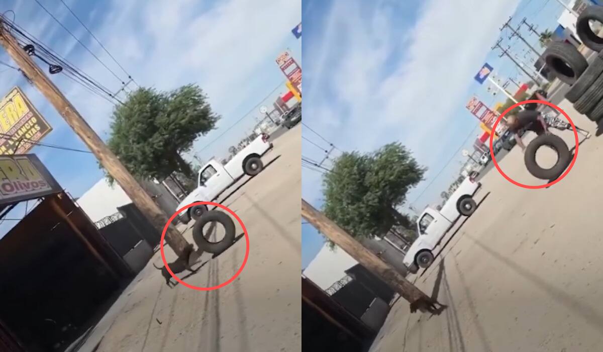 Пес в автосервисе помогает коллегам возить шины и становится вирусным