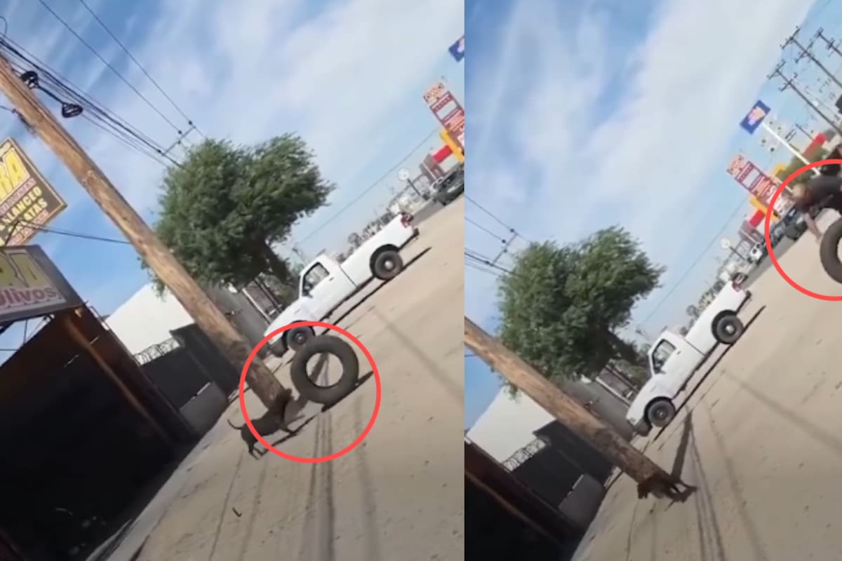 Perrito se gana su comida ayudando a un hombre en el taller donde trabaja y se vuelve viral