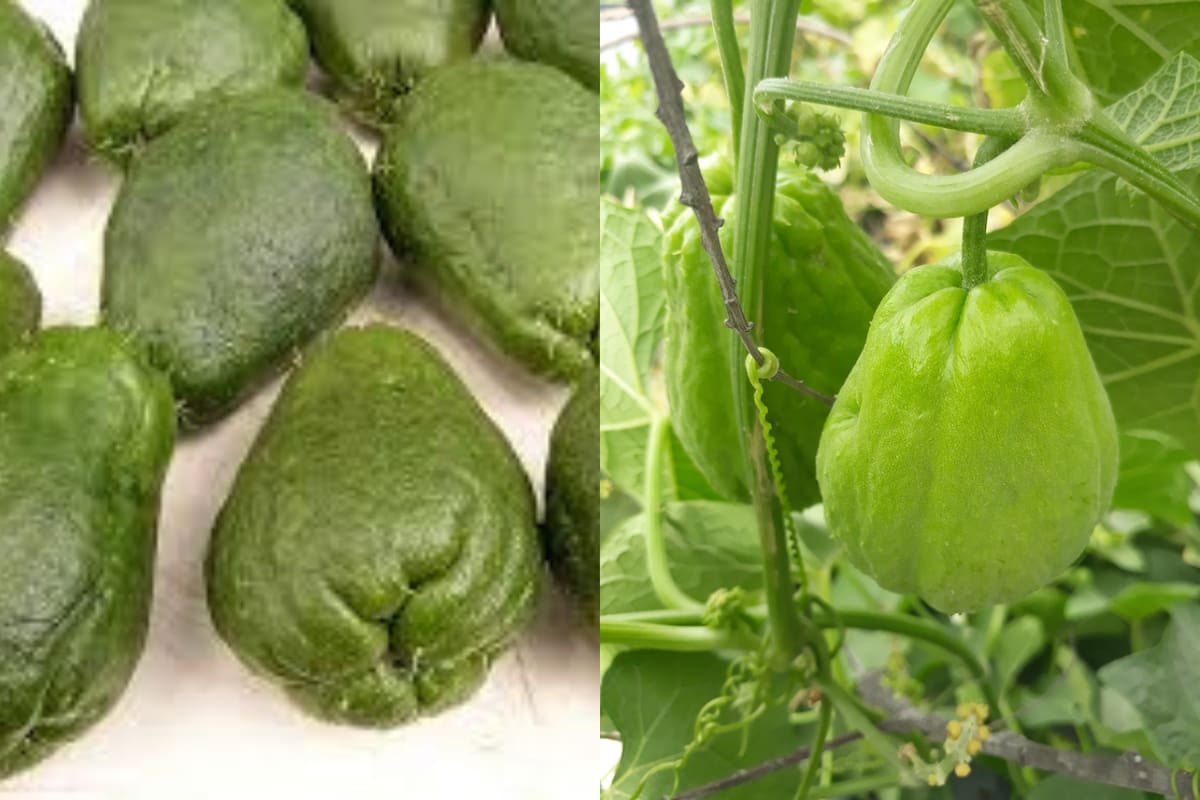 ¿Chayote con o sin cáscara? Esto dicen los expertos sobre cómo aprovechar mejor este alimento