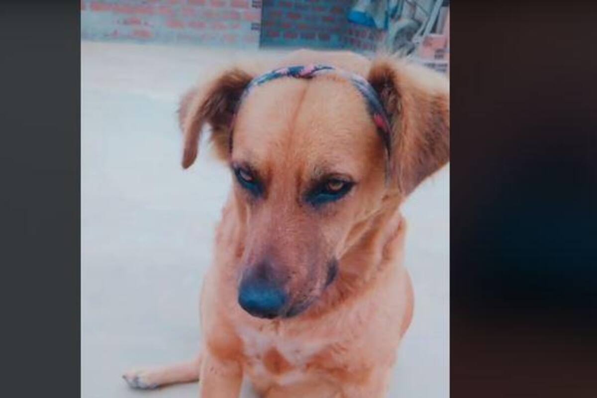 Perrito resuelve ejercicios matemáticos y se viraliza en TikTok