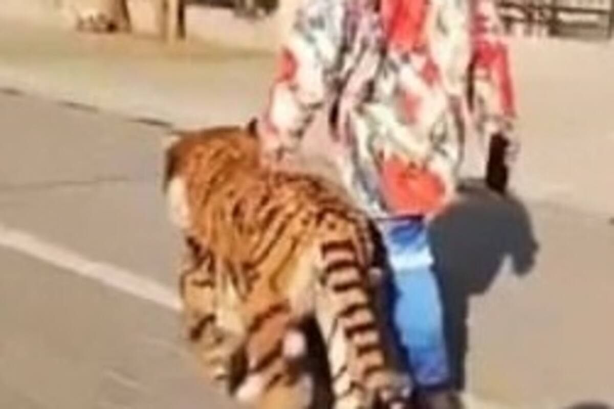 Captan a "Tigre' caminando por una ciudad China