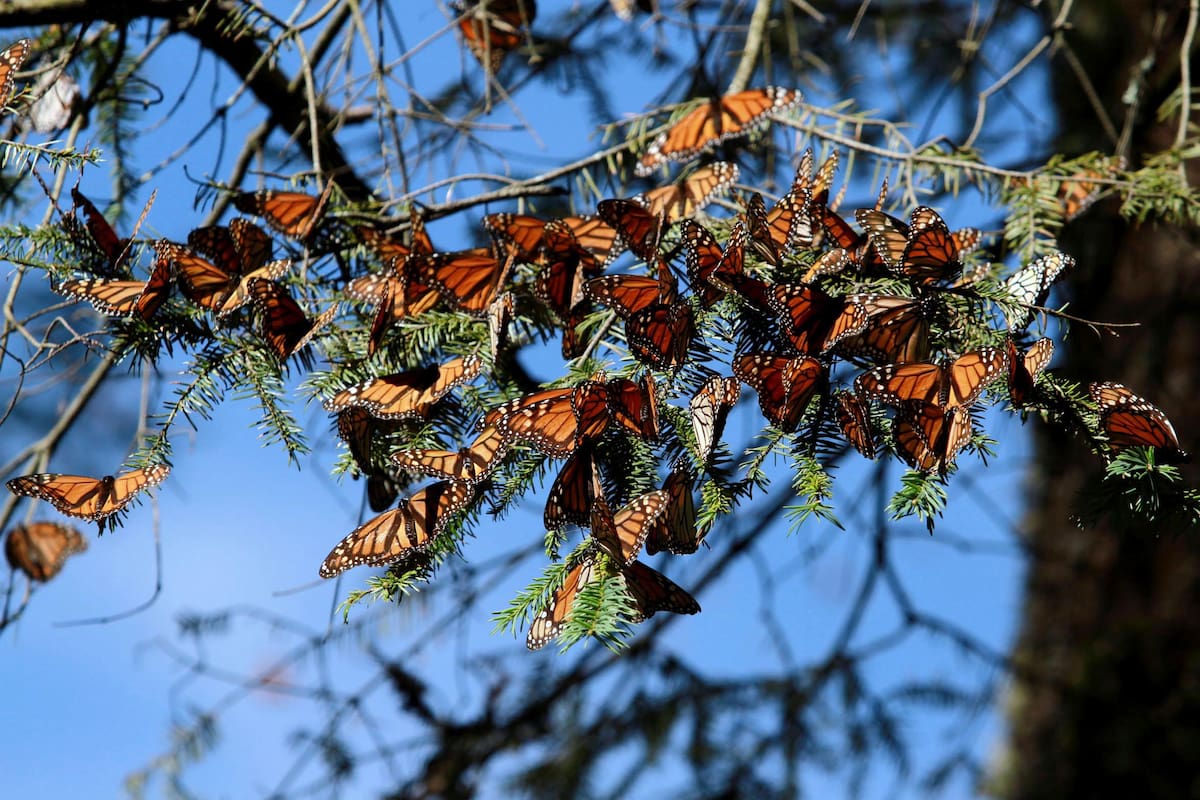 40203012. El Rosario, Mich.- Como cada año millones de Mariposas Monarcas pasan el invierno en tierras mexicanas, como en el ejido El Rosario, que se encuentra ubicado en el Municipio de Ocampo, en el oriente de Michoacán y forma parte de la Reserva de la Biosfera Mariposa Monarca. NOTIMEX/FOTO/JESSICA ESPINOSA/JES/