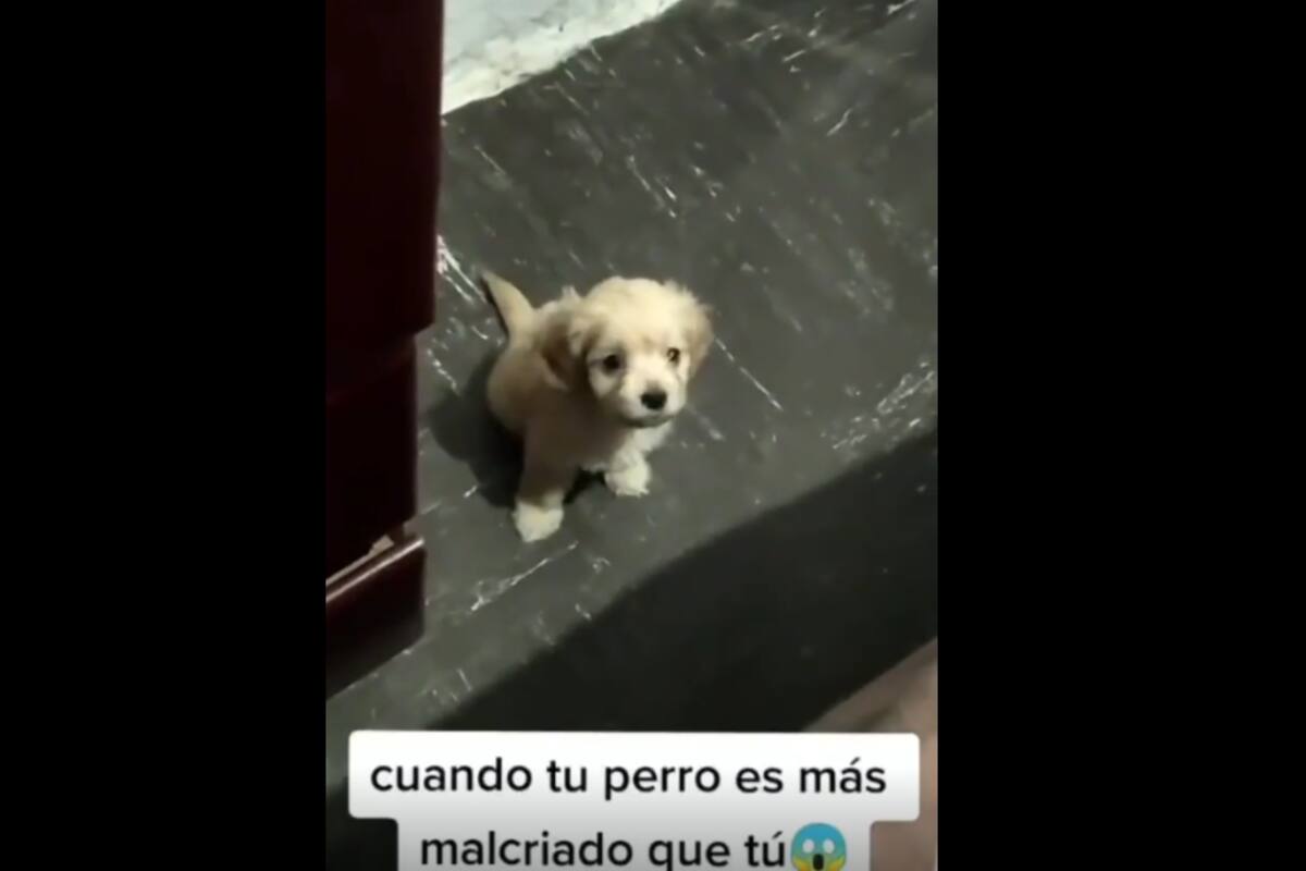TIKTOK VIDEO: Perrito se enoja con su dueño y le de la espalda