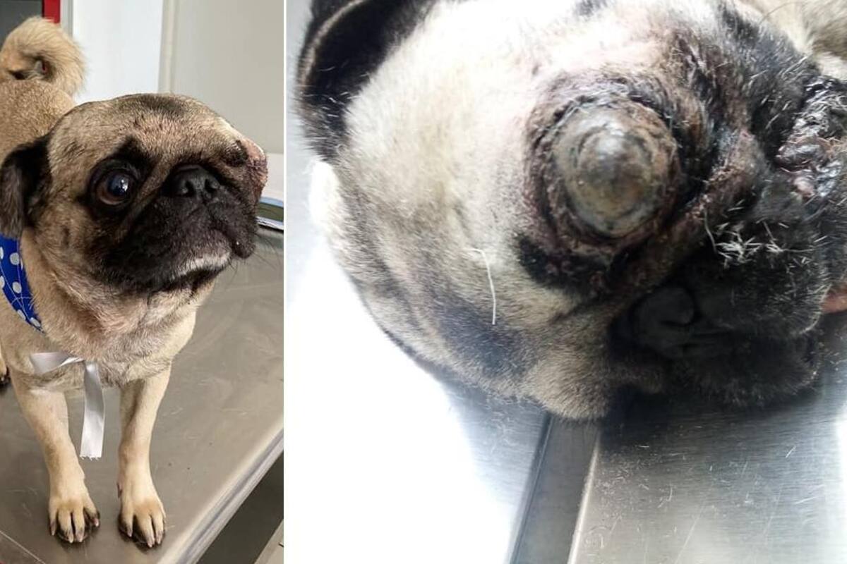 Operar perrito gratis o dormirlo: Veterinario es viral por decisión ante dueño que no quiso pagarle
