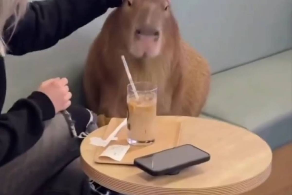 Moscú inaugura café con capibaras y enamora a los internautas