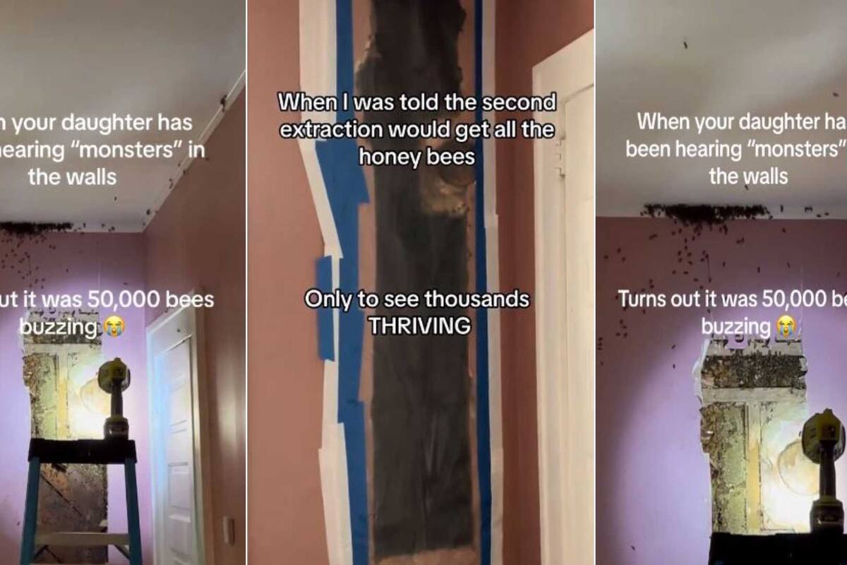 VIDEO: Familia encuentra gigantesco panal de abejas en la pared de su casa; albergaba 50 mil insectos