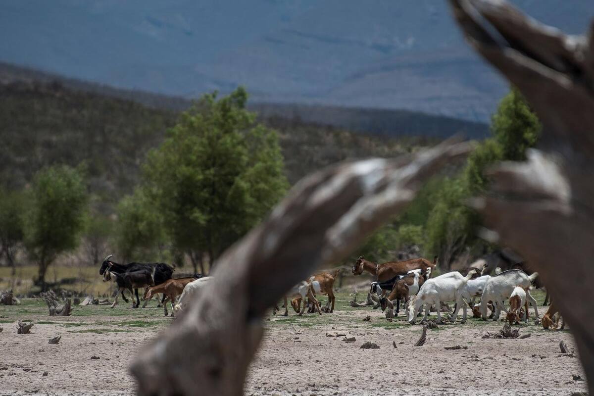 La celda de Hadley, fenómeno que provoca la sequía en México, según SMN