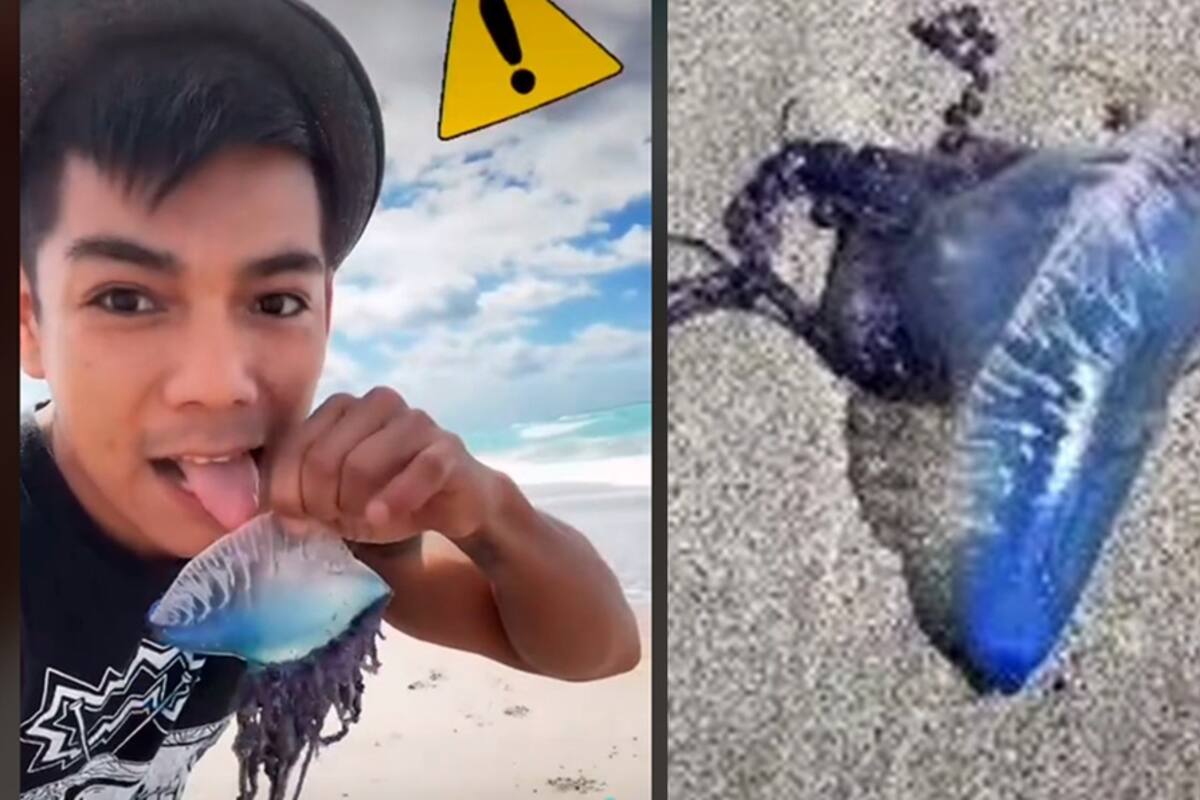 Influencer lame animal del mar; descubre que es de los más venenosos