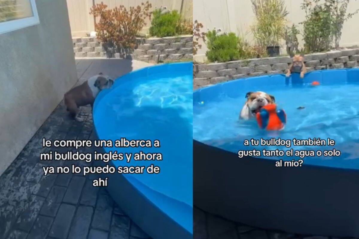 Tras comprarle una alberca a su perro bulldog inglés; ahora no pueden sacarlo de ahí