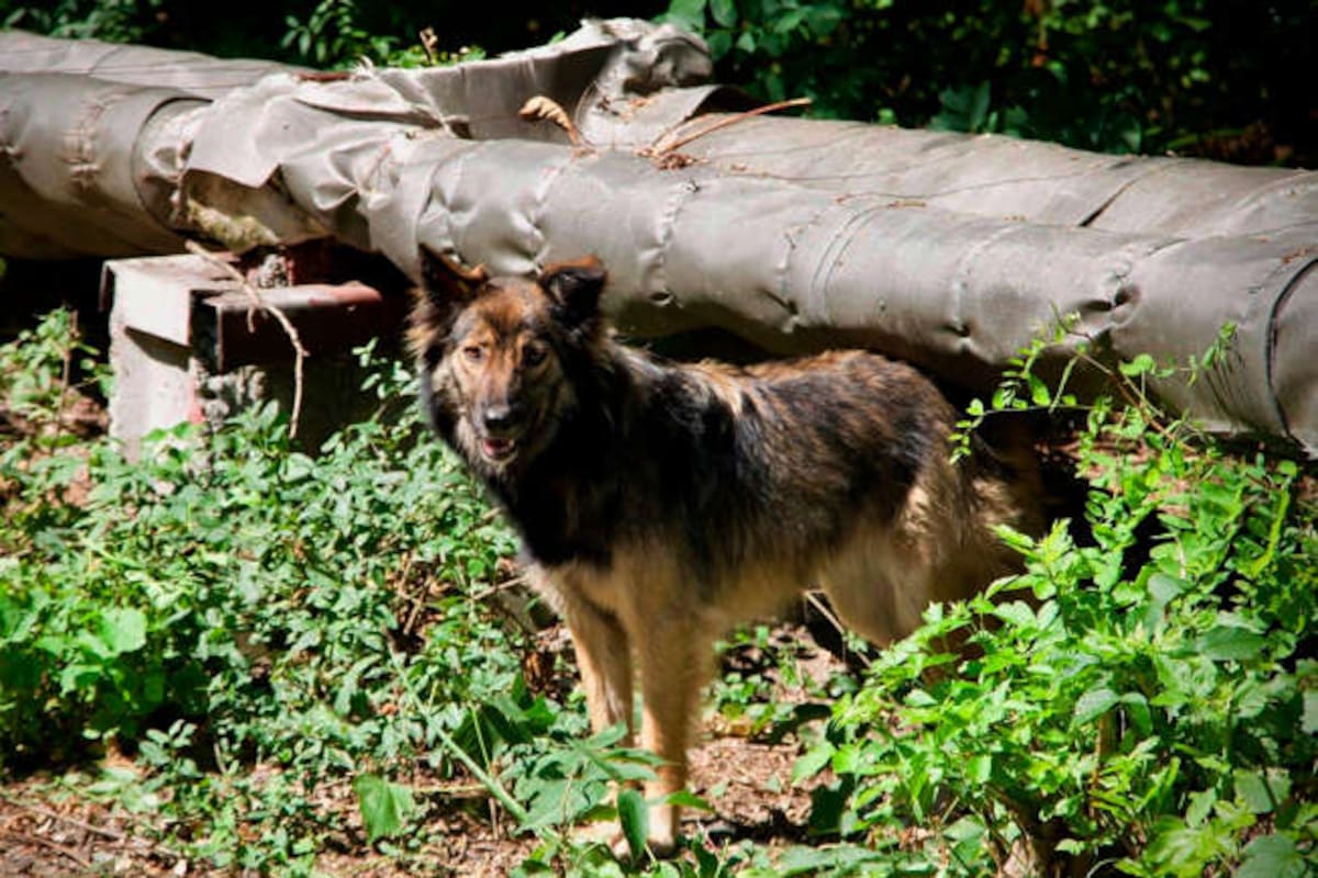 Los perros de Chernóbil sobreviven al desastre nuclear más grave del mundo