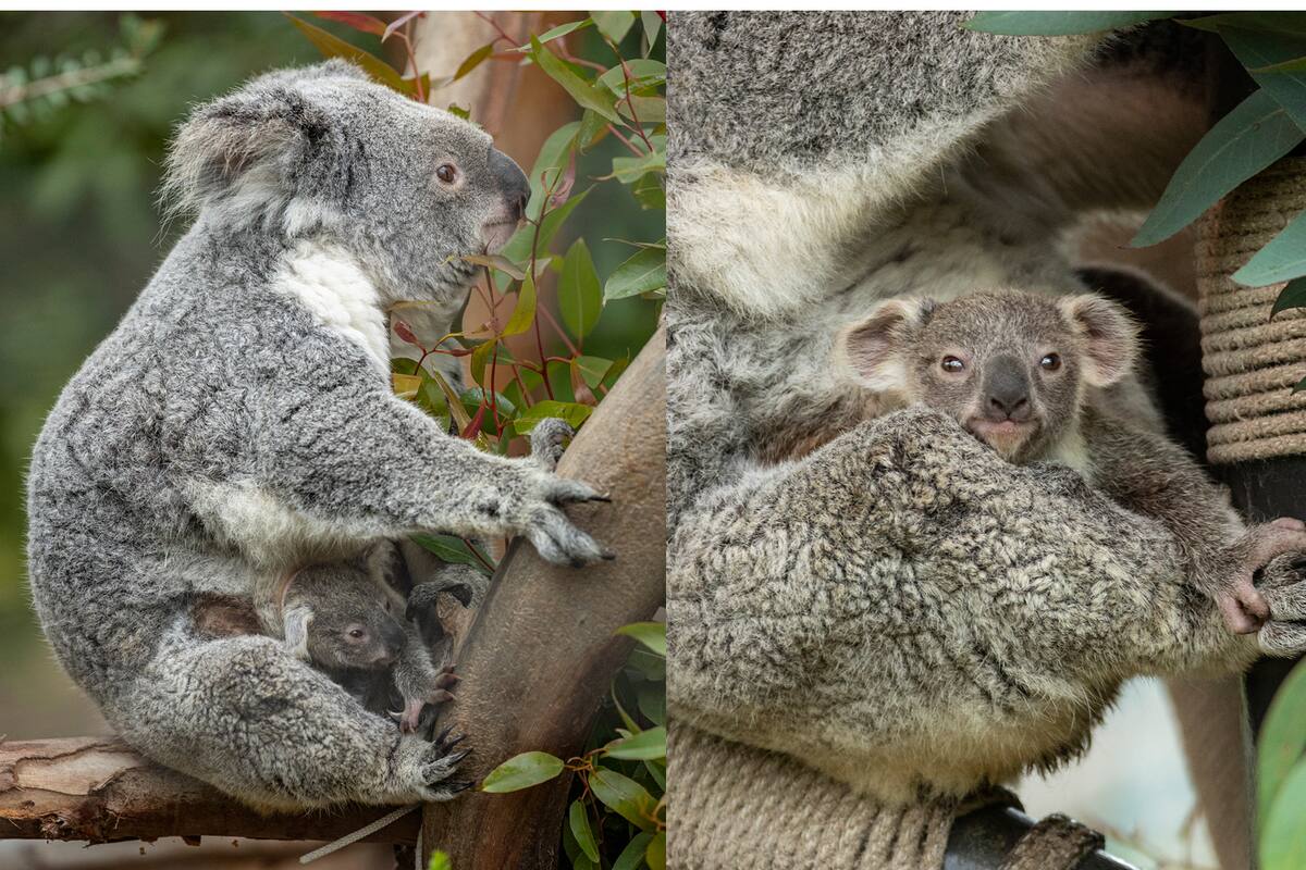 Zoológico de San Diego celebra el nacimiento de una nueva koala