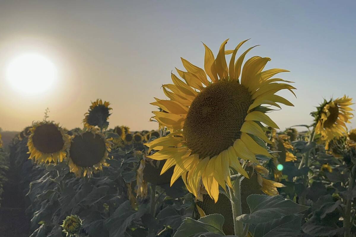 Enamora a los cajemenses brillante campo de girasoles