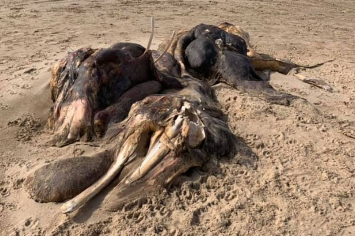 Encuentran restos de una extraña criatura imposible de identificar