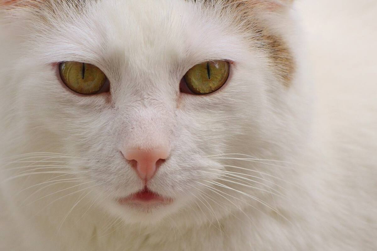 Gato mueve la cabeza al ritmo de la música nostálgica y vuelve a 'conquistar' la Red