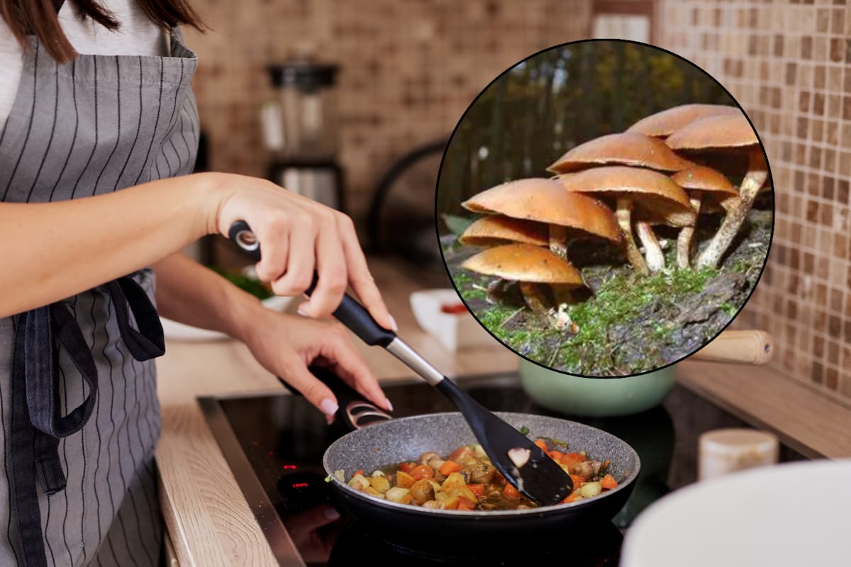 Mujer acusada de envenenar a su familia con hongos dice que fue un error