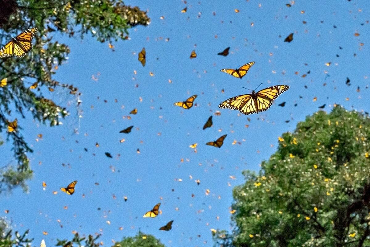 Protección de mariposa monarca en peligro tras tala clandestina