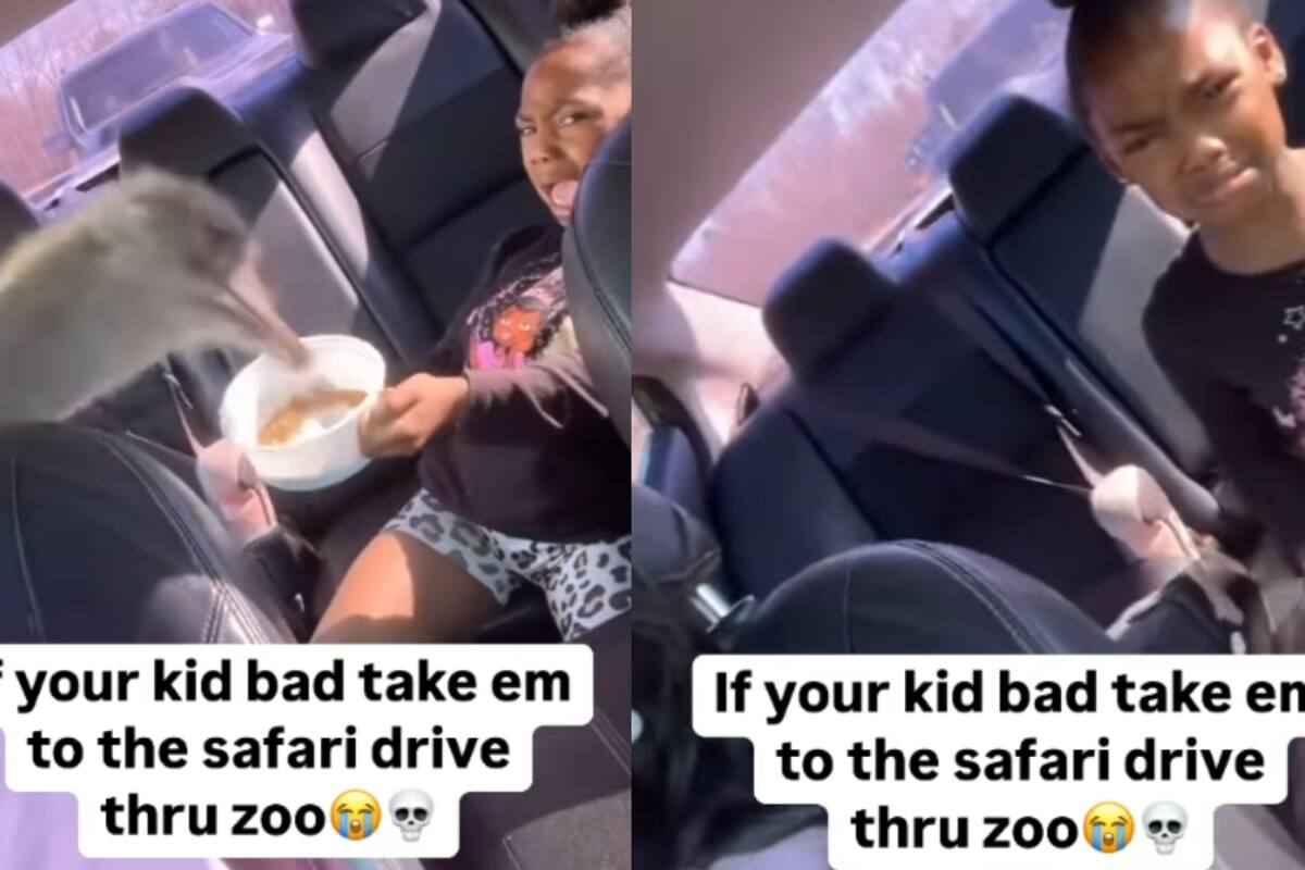 “Su madre solo la grabo.”: Niña la cual fue llevada a un safari en carro es asustada por avestrus que metio su cabeza hasta el carro para robarle alimento