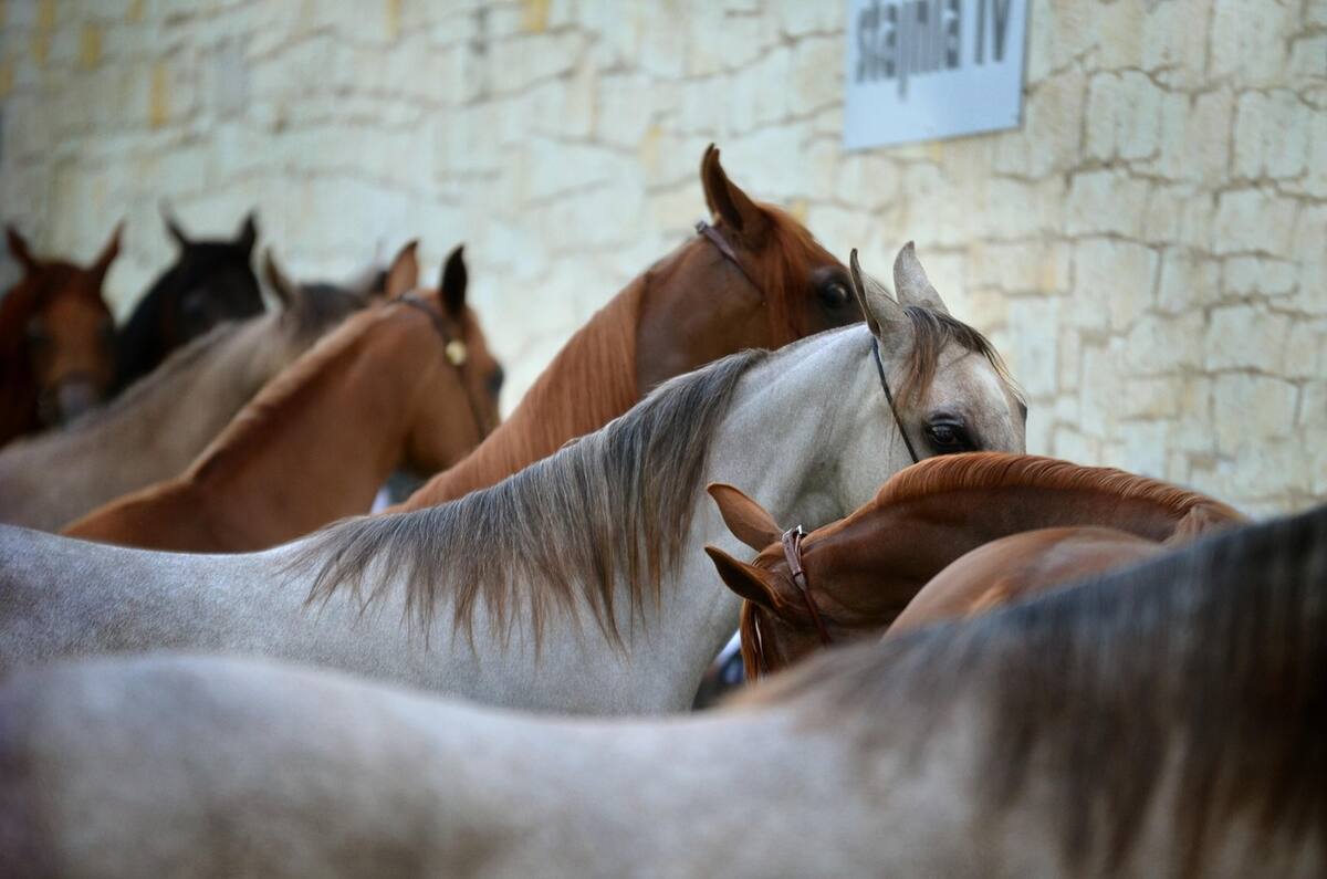 La red delictiva adquiría animales enfermos y los sacrificaba sin cumplir con normativas sanitarias ni permisos legales. Foto: Pixabay.