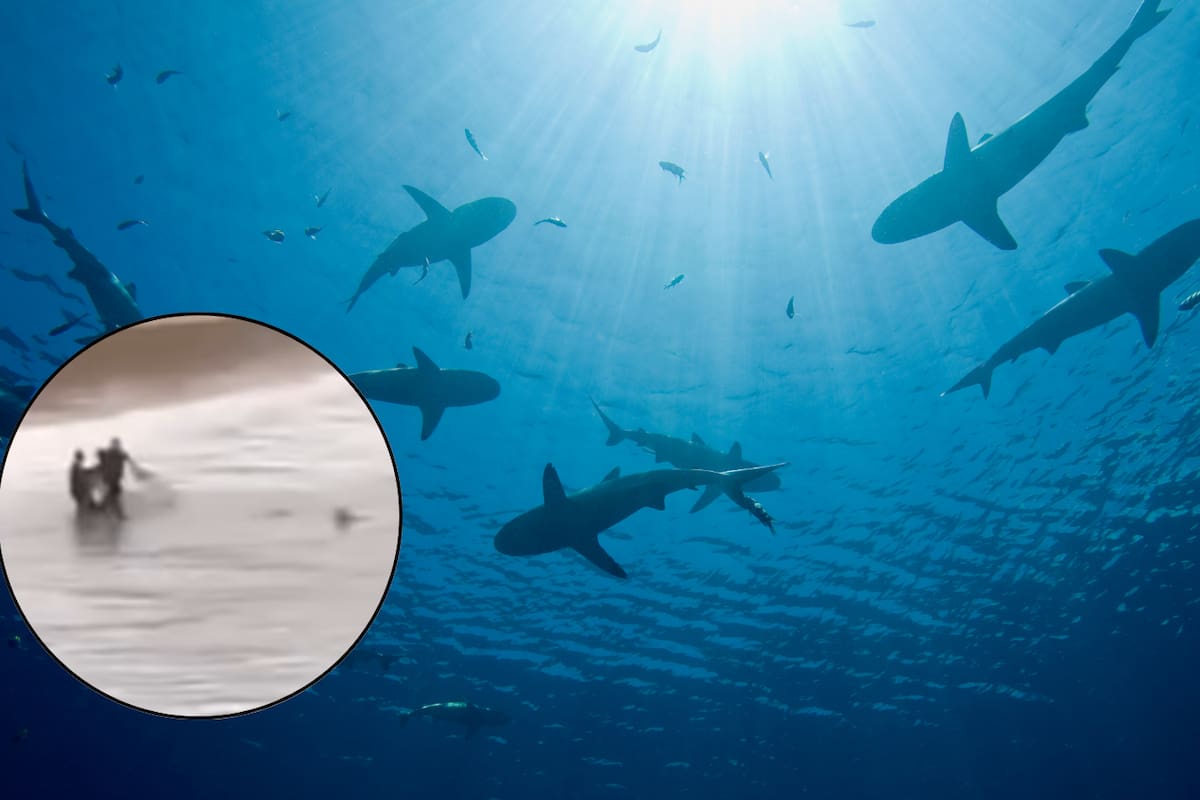 VIDEO: Adolescente australiano es atacado por tiburón en playa de Australia