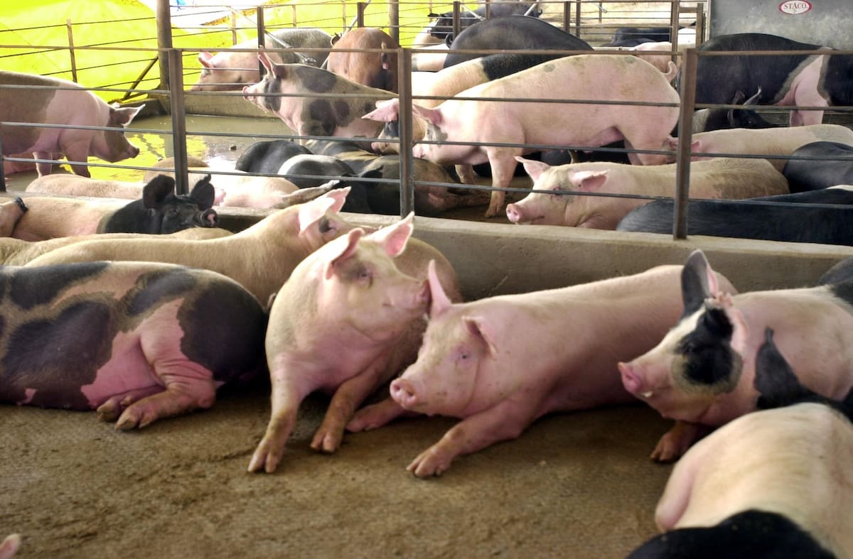 Porcicultores de Navojoa aseguran que están teniendo un mal año.