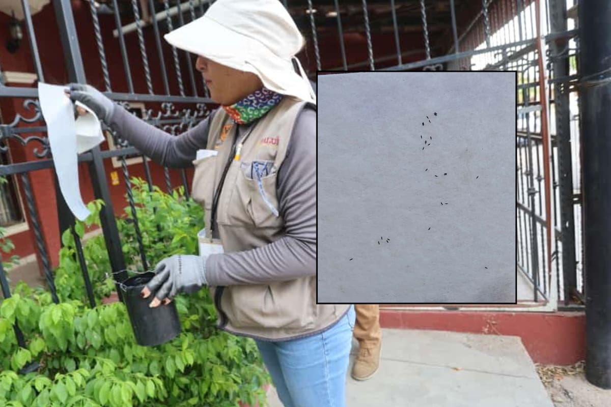 Estas son las colonias con mayor presencia del mosquito transmisor del dengue en Hermosillo