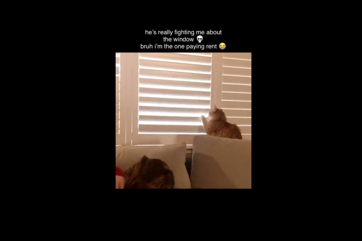 VIRAL TIKTOK: Gatita se "pelea" con su dueña para que deje abierta las ventanas