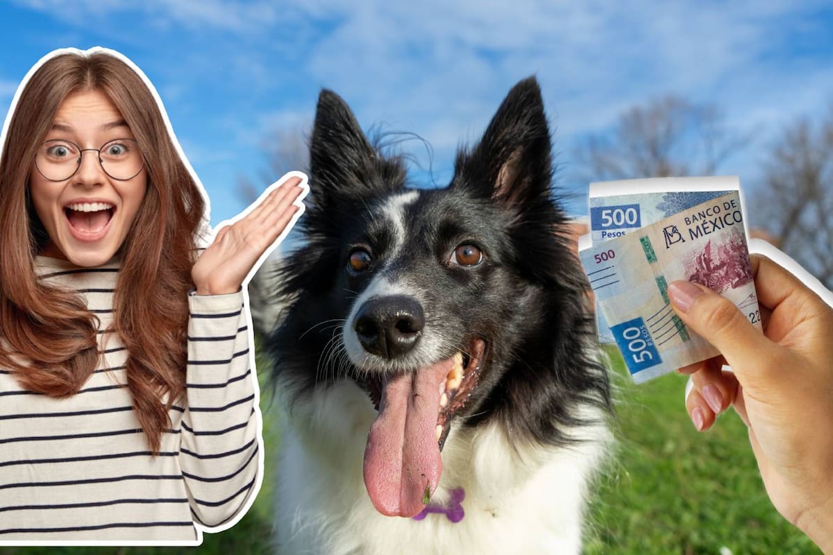 Mexicanos invierten más en sus mascotas que en su propia salud: gastan hasta $3,500 mensuales