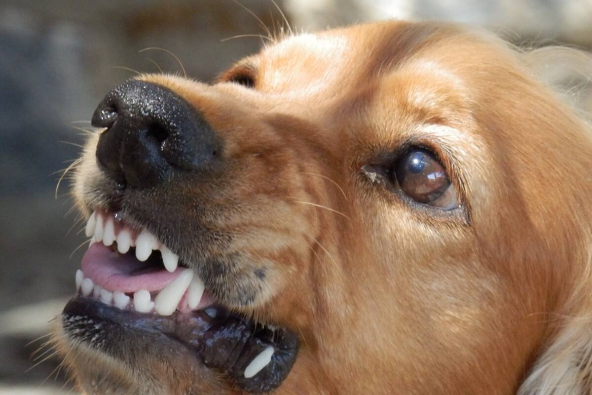 Cubre a su mascota del ataque de un perro