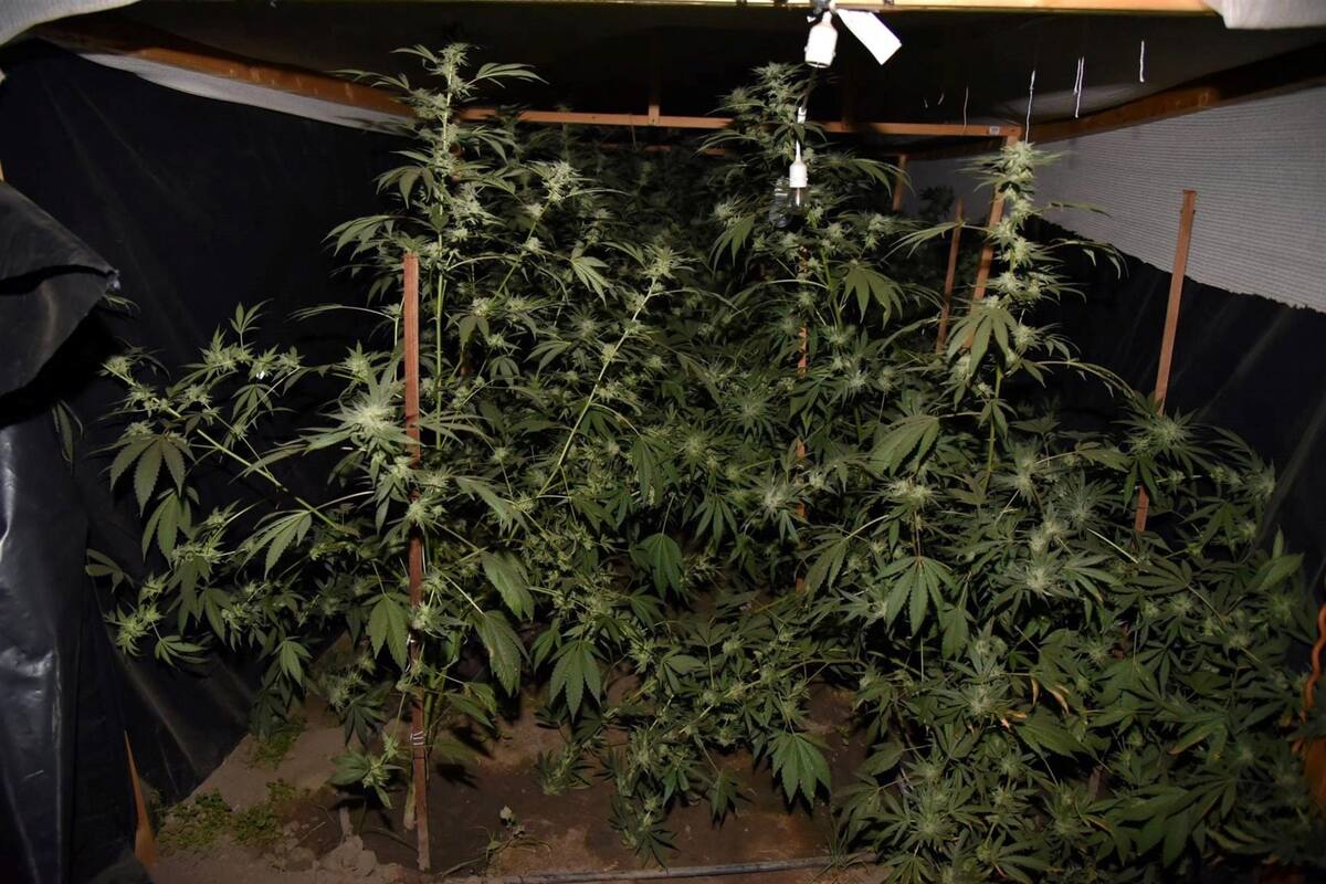 Por cuidar plantío de mariguana, madre deja morir a niña encerrada en el carro