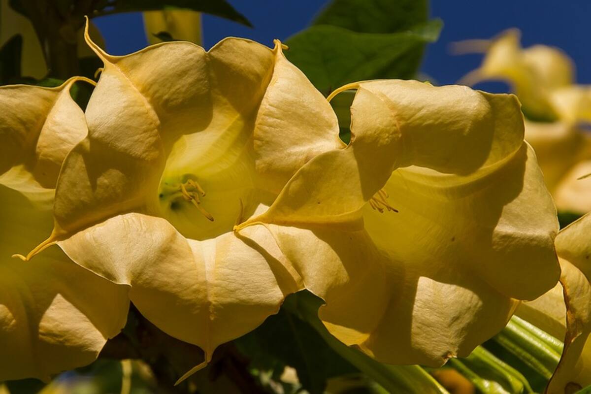 Huele una flor y resulto ser venenosa