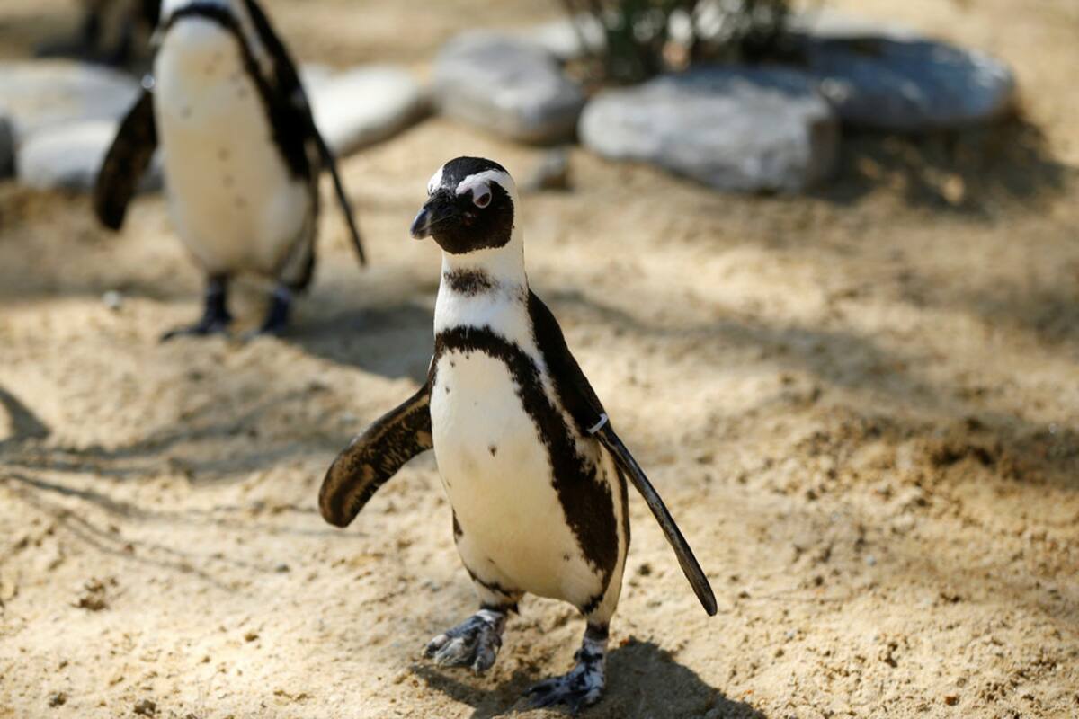 Zoológico de Singapur saca a pasear a los pingüinos para que no se aburran