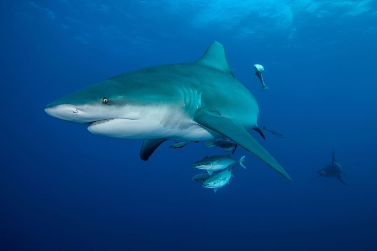 La increíble travesía de una tiburón toro que desafió la historia y nadó más de 7,000 km