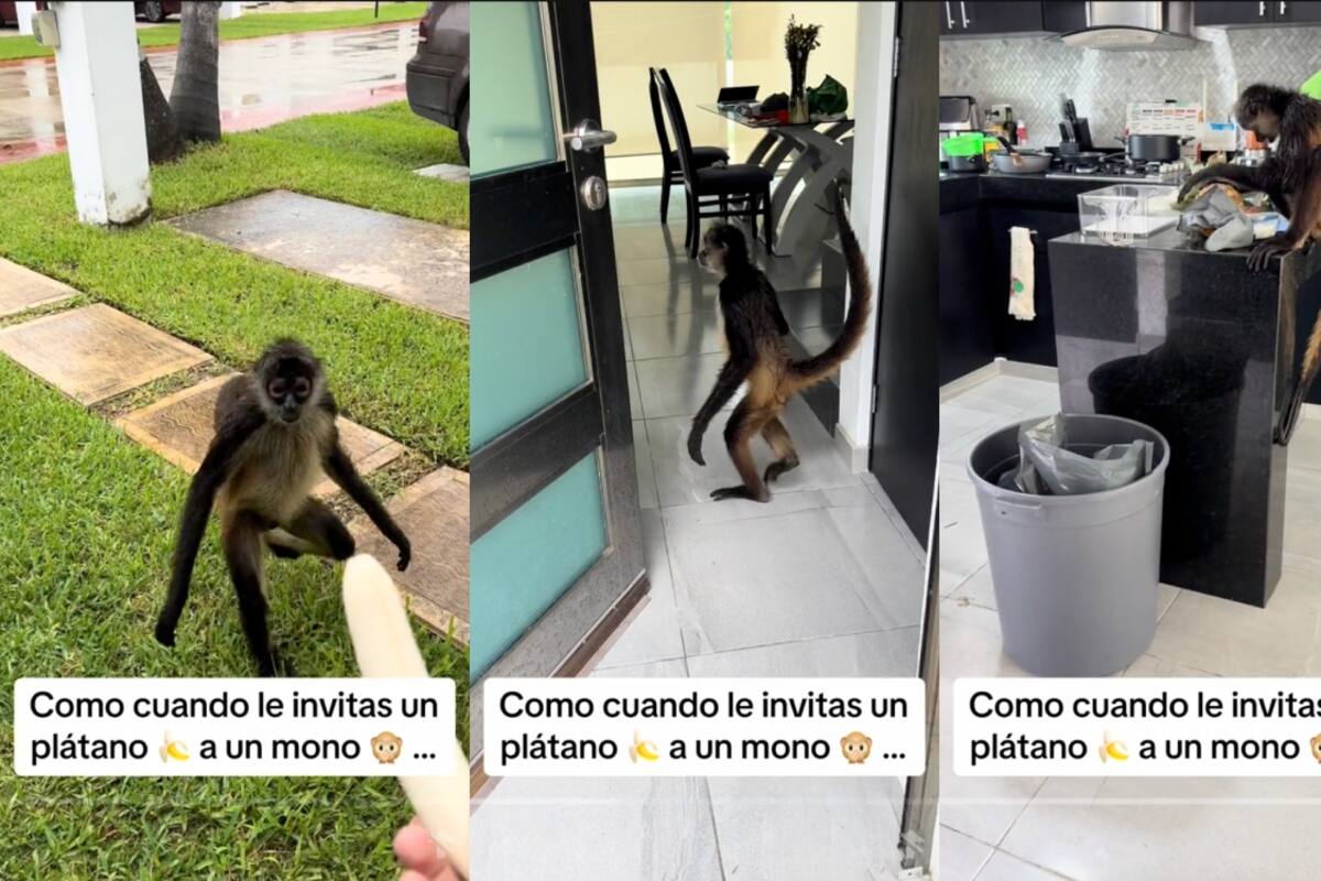 Intentó alimentar a un mono araña, pero el primate invadió su casa y generó pánico (VIRAL)