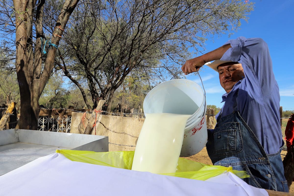 Así se hace el queso artesanal 100% sonorense