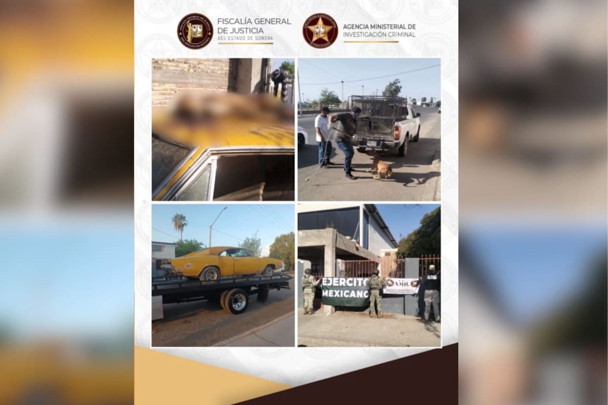 Rescatan a dos perros y encuentran otro sin vida en cateo por maltrato animal en San Luis Río Colorado