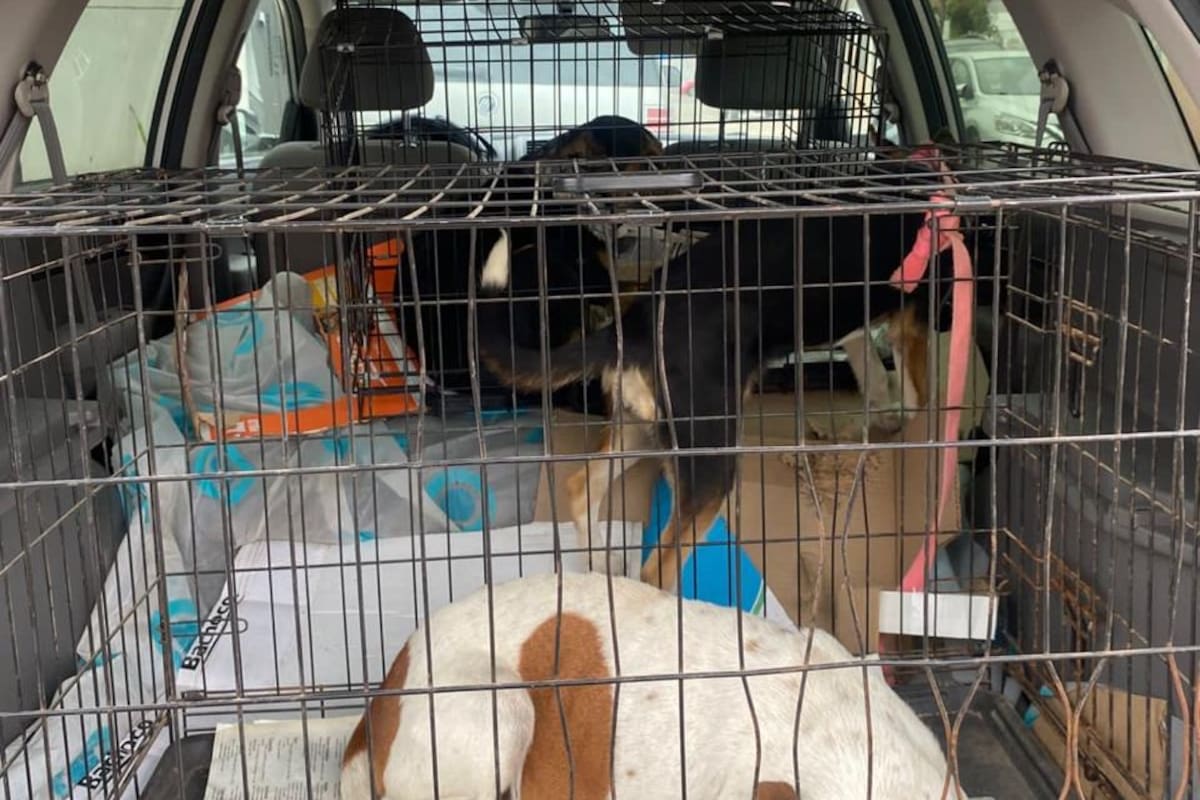 Apoyan a dueño de 20 canes para la esterilización que promueve CABA