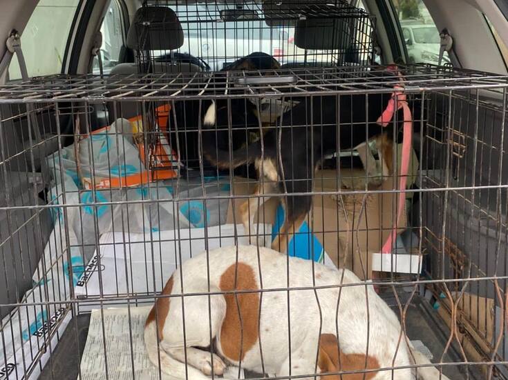 Apoyan a dueño de 20 canes para la esterilización que promueve CABA