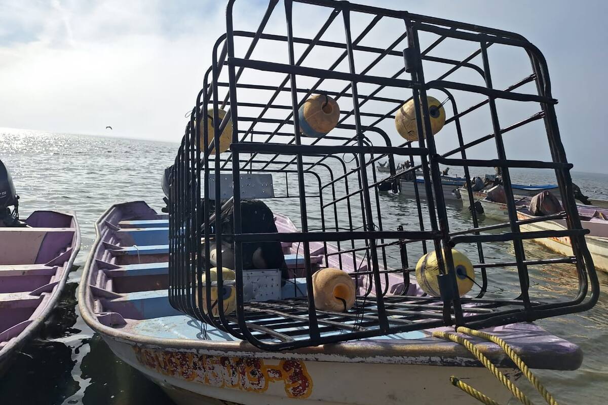 Con jaulas protectoras pescadores extraen más callo de hacha