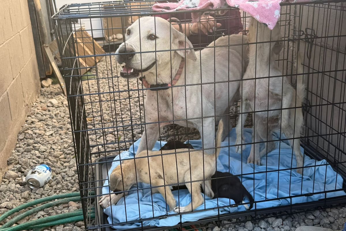 Rescatan a cinco perritos que sufrían maltrato animal y presentaban síntomas de desnutrición