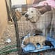 Rescatan a cinco perritos que sufrían maltrato animal y presentaban síntomas de desnutrición