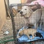Rescatan a cinco perritos que sufrían maltrato animal y presentaban síntomas de desnutrición