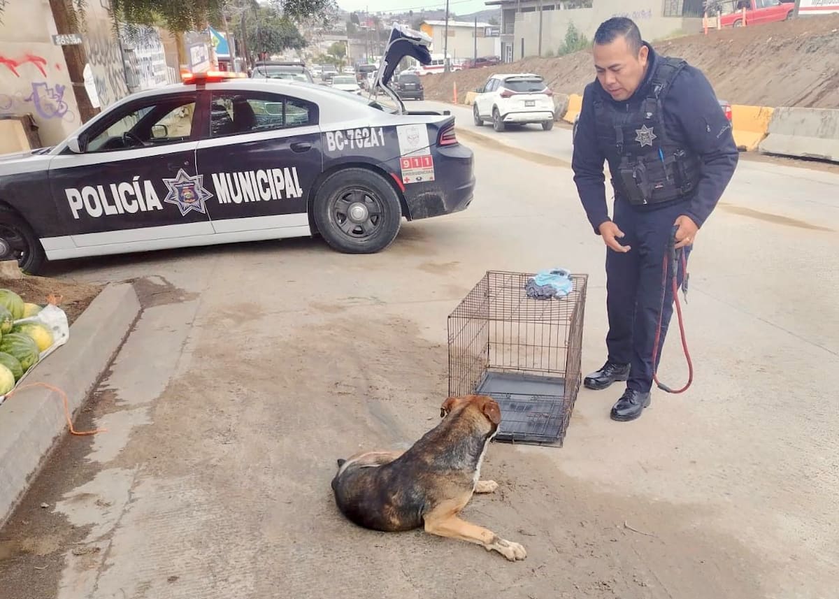 La oportuna intervención evitó un mayor riesgo para el animal; un ciudadano manifestó su intención de adoptarlo y asumir su recuperación. Foto: Cortesía
