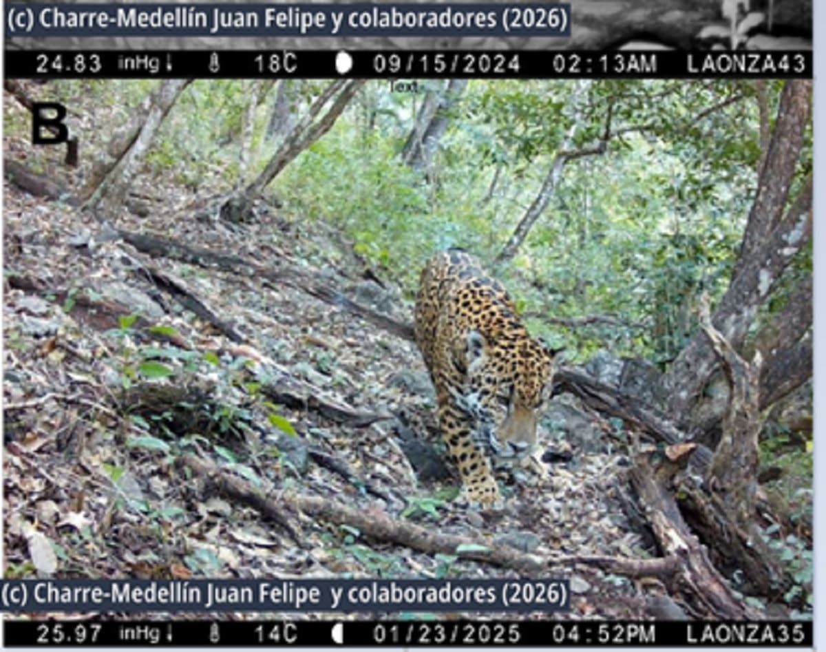 Jaguar en la Reserva de la Biosfera Sierra Gorda de Guanajuato (RBSGG). | Crédito: Conanp