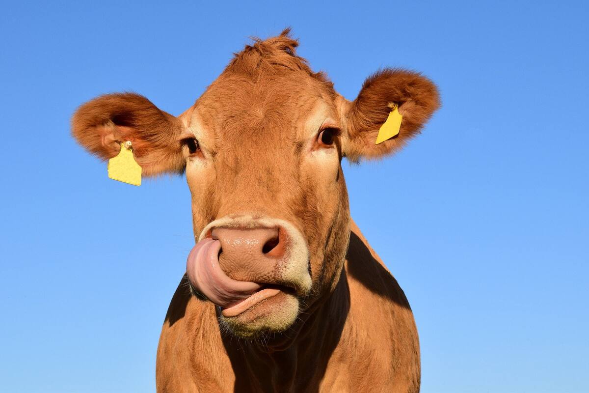 Ganado de Sonora libre de brucelosis y tuberculosis bovina