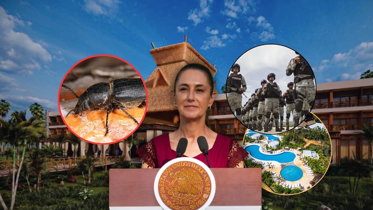 Hotel de la Sedena en Tulum, inaugurado hace menos de un año, tiene una grave plaga de escarabajo barrenador y pone en peligro a los huéspedes; cuatro compañías ya buscan adjudicarse el contrato para control de plagas por sumas millonarias