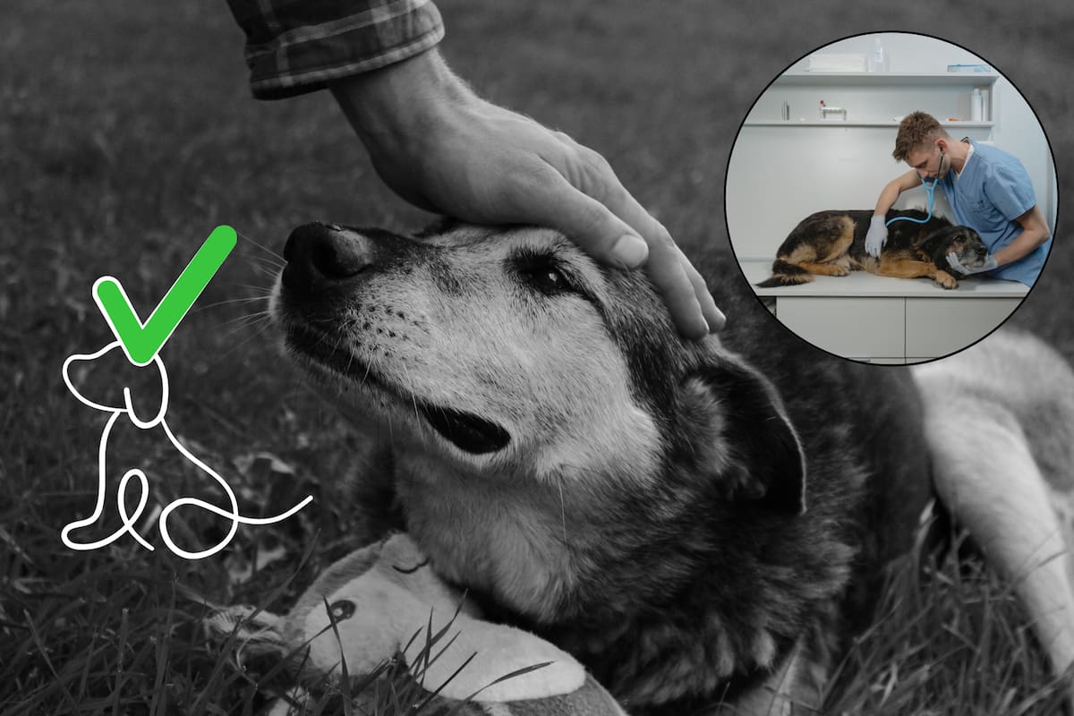 A qué edad un perro comienza a necesitar cuidados de mayor y qué cambios hacer en su ejercicio, peso y rutina para proteger su calidad de vida