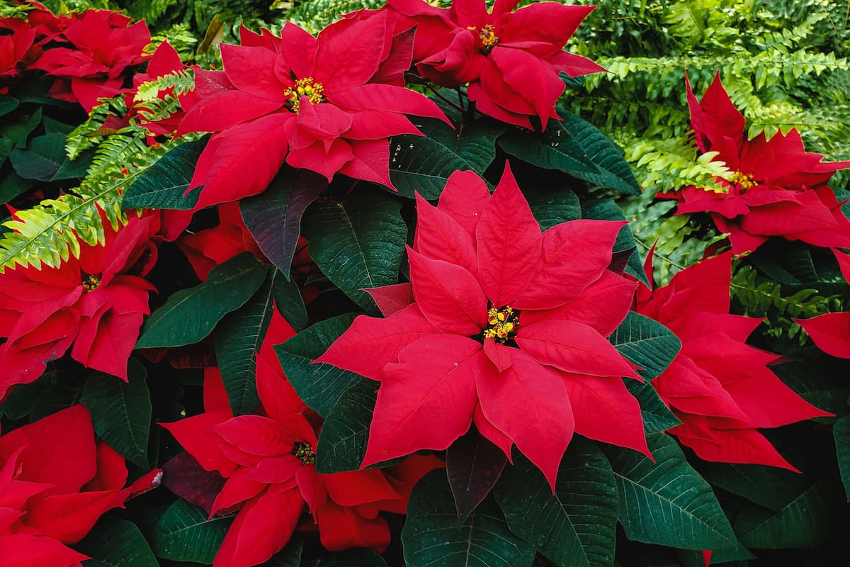 ¿Qué estado de México produce más flores de nochebuena?